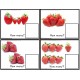 ONE TO ONE CORRESPONDENCE Task Box Counting 0 - 20 STRAWBERRIES Task Box Filler Activities